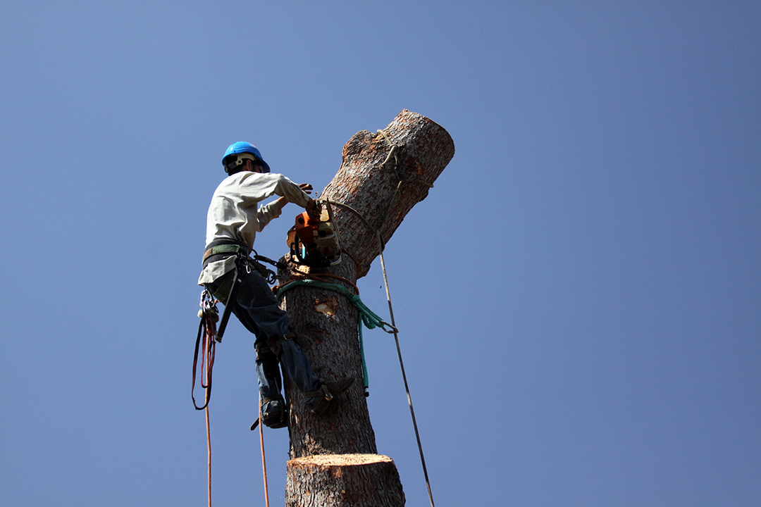 Élagueur, travail risqué – Tree trimmer dangerous jobs