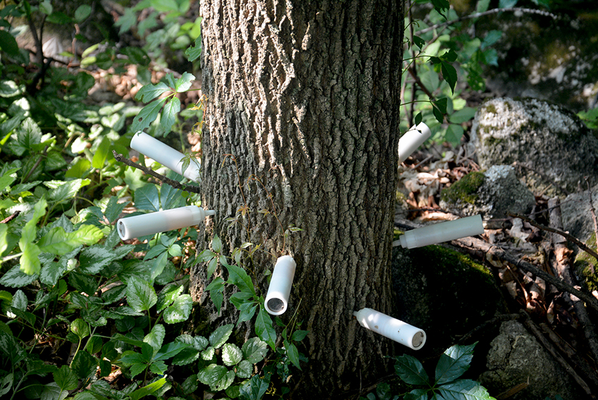 Traitement de l’argile du frêne – Montréal, Gatineau, Outaouais – Biocontrôle arboricole