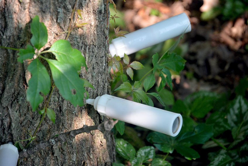 Traitement de l’argile du frêne – Montréal, Gatineau, Outaouais – Biocontrôle arboricole